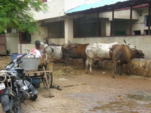 Cow shelter